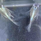 『メダカ入荷情報！』の画像