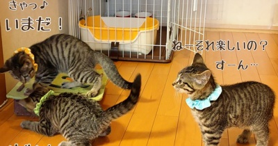 もちっ子☆マイクロチップと性格と下痢と