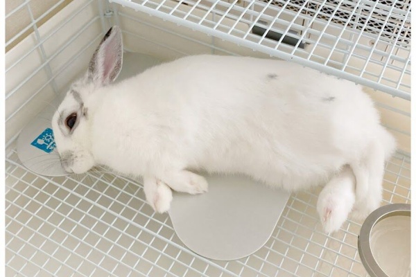 花暮し Hanagurashi うさぎのいる生活