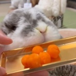 うのくらし