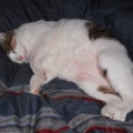 猫に小判を与えたら。 埋蔵金:千八百伍拾両 奥義 ☆ 喚戸解放。