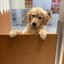 ゴルちゃん