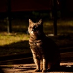 にゃんこ速報～修羅場・キチママ・生活まとめ～