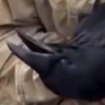 ネコや犬は人の真似をすることがたまにある。男が「あくび」をしてみた → カラスはこうします…