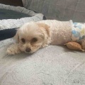 最近の息子くん🐶