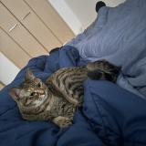 愛猫マジック