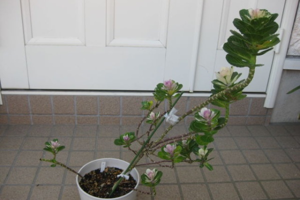 みーの花日記 ﾊﾎﾞﾀﾝ