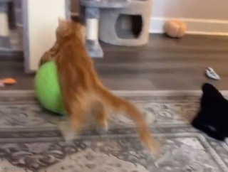 ボール遊びのしかたが普通と違う猫