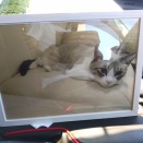 前回　運転してるこんな感じでこちらをチラ見してたので　こんな顔してたなぁって写真を助手性に乗せて海までドライブして来ました( ◠‿◠ )