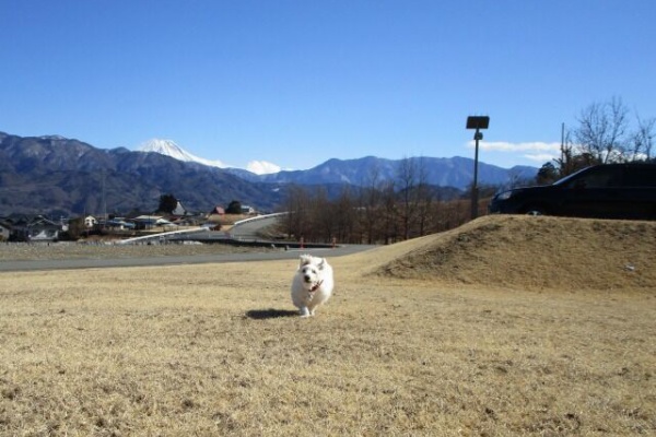 都心から郊外へ9 ジュニ 金魚 ポケモン
