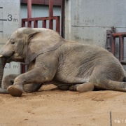 砥愛ちゃん、まだまだ上っています！下りています！