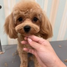 トリミングブログ🐶