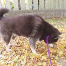 秋に咲く桜は頑張り屋さん！