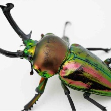 2025年種親【大型化】編 : GOKUSAISHIKI