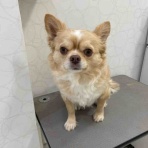 長野県 上田市  ペットショップ             ワンラブ                       アリオ上田店ブログ