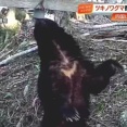 ツキノワグマ 四国では絶滅の恐れ　最新調査で25頭確認・高知は9頭　生息域把握し「共存」目指す