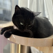 【猫写真】猫たちの昼寝の場所がかわりました