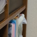 再び入ってはいけない棚に入ろうとする文鳥 ２