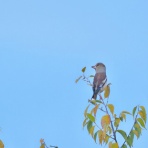 カメラ大好きおやじの野鳥と自然風景フォトアルバム