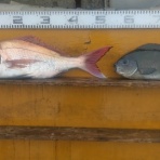 中本渡船ブログ