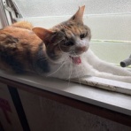 あさみ写真館