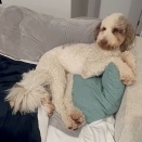 「どこにいるかわかる？」大きな犬の下に小さな犬が隠れていた（動画）