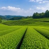愛国者「日本の宝、抹茶が中国に奪われてる！日本の技術を勉強して真似された結果がこれだよ…」