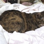 馴れていない成猫の幸せへの道