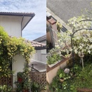 我が家に帰ってきました