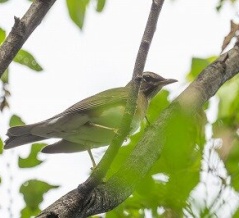 2025年10月17日の野鳥公園