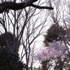 『春日和　５　彼岸桜』の画像