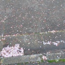 公園に緑が増えてきた。