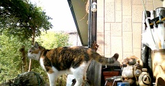 進まないTNR