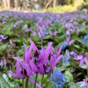 北海道の広大な公園のエゾエンゴサクの花畑