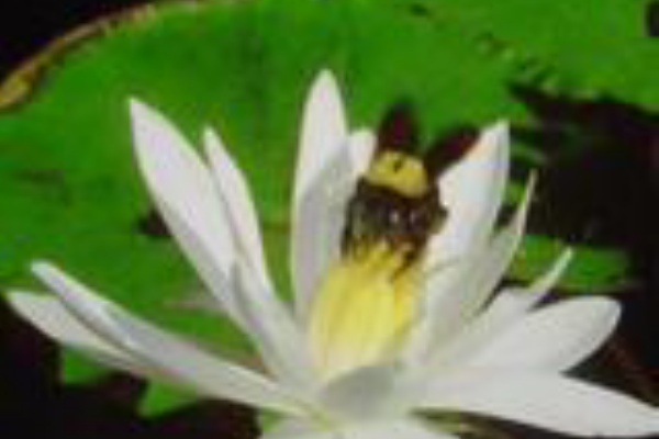 美しが丘中学校吹奏楽部obバンド