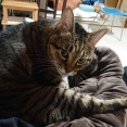 【猫との暮らし】最近のドンちゃん写真館
