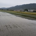あきさかり田植え