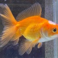 🐟金魚・メダカ入舎情報‼️