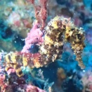 Richelieu Rock - Surin, Thailand, Andaman Sea - リューロック、スリン国立公園、タイ、アンダマン海　#1268