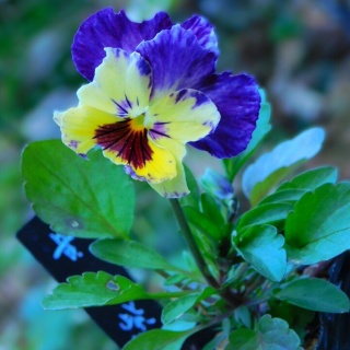 ブルーガーデンと花育て