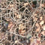 ニュース逆さ読み