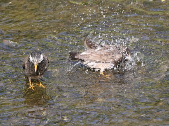 ムクドリが水浴びを始めて