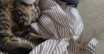 実物のﾈｺﾁｬﾝたちセカンド100