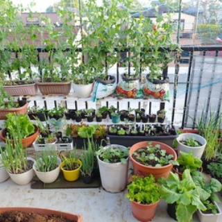 Heyモーの家庭菜園を楽しむ