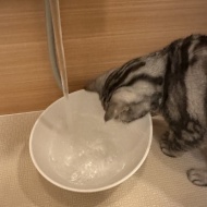 猫にもっと水を飲んでほしい！8匹と暮らしてわかった、お水スペースの工夫