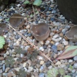 ¡ØÆæ¤Î¤¤Î¤³¡Ù¤Î²èÁü