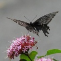 Fight or Flight