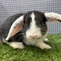 新しいうさぎさんのご紹介です🐇
