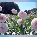 町田ダリア園