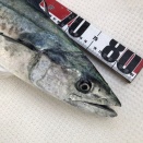 サワラ84cm/3.1kgほか